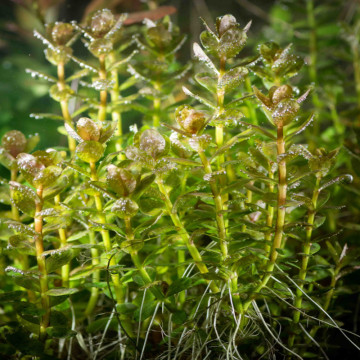 Vallisneria Torta