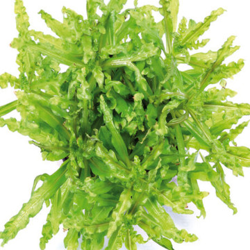 Pogostemon helferi 3,75 €