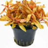 Nesaea pedicellata golden 14,50 €