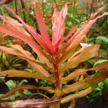 Nuphar Japonica