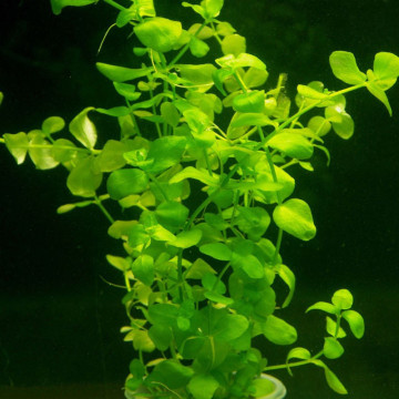 Bacopa australis 3,75 €