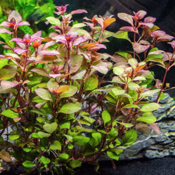 Ludwigia sp mini red 14,50 €