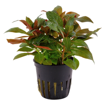 Ludwigia glandulosa 22,00 €