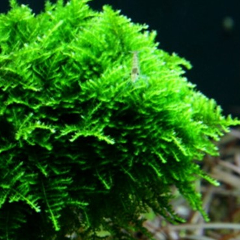 christmas moss (portion de 10g) 6,50 €