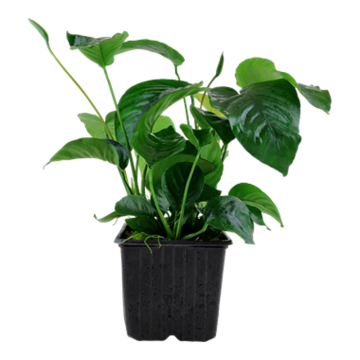 Lot de 5 anubias mix sélectionées 27,50 €