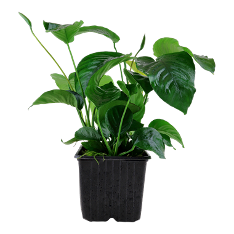 Lot de 5 anubias mix sélectionées 27,50 €