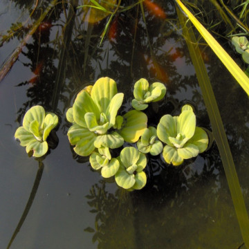 pistia stratiotes