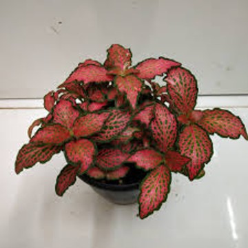 fittonia red - pot de 5cm 7,50 €