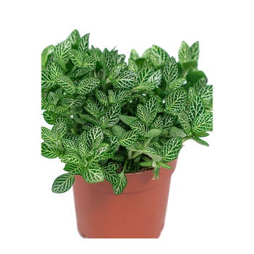 fittonia vert 