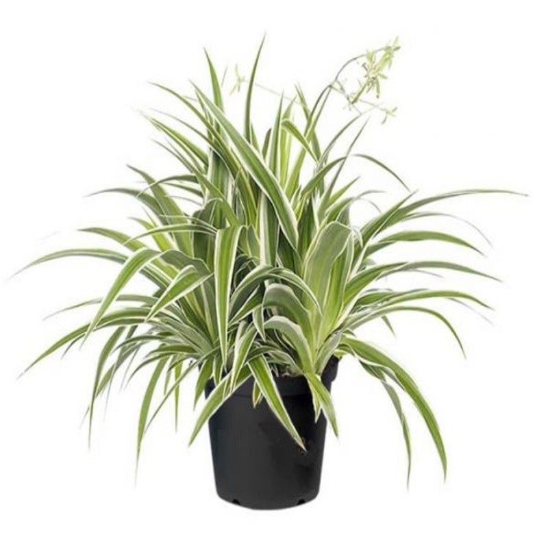 Chlorophytum bichetti 7,50 €