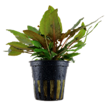 Lot de 5 cryptocoryne