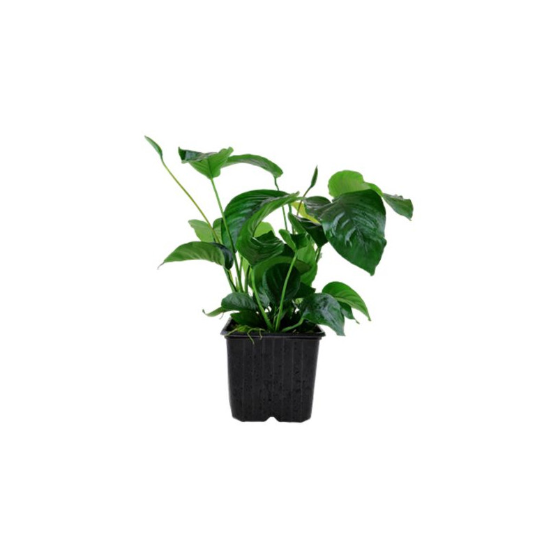 Lot de 10 Anubias sélectionnées 49,50 €