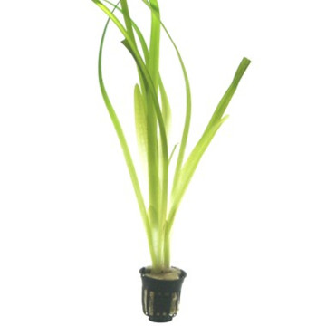 Lot de 10 Vallisneria gigantea 39,50 €