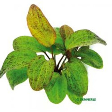 Echinodorus Ozelot 4,50 €