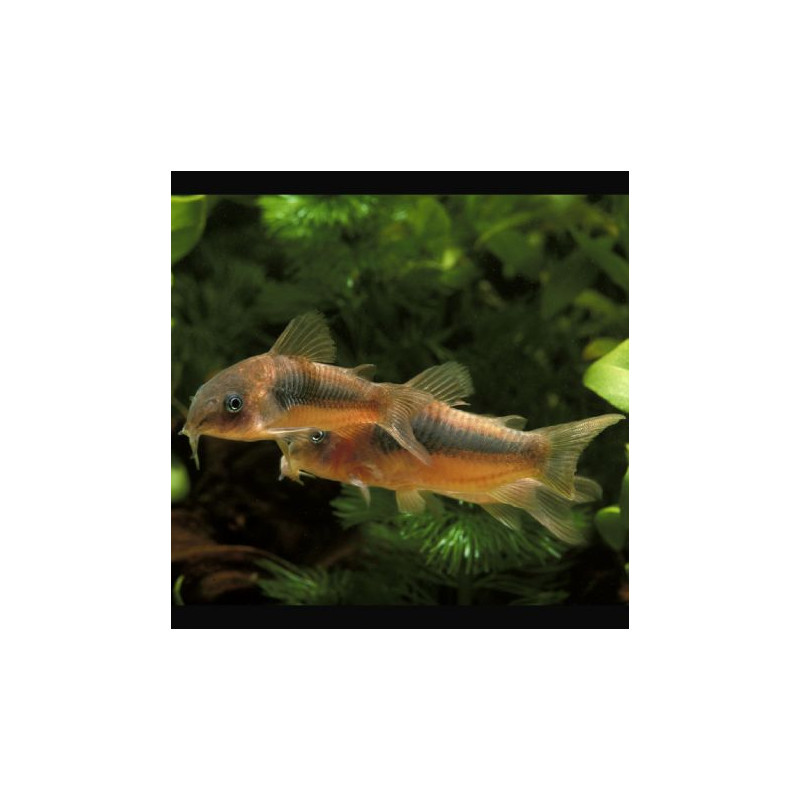 corydoras aenus  3,50 €