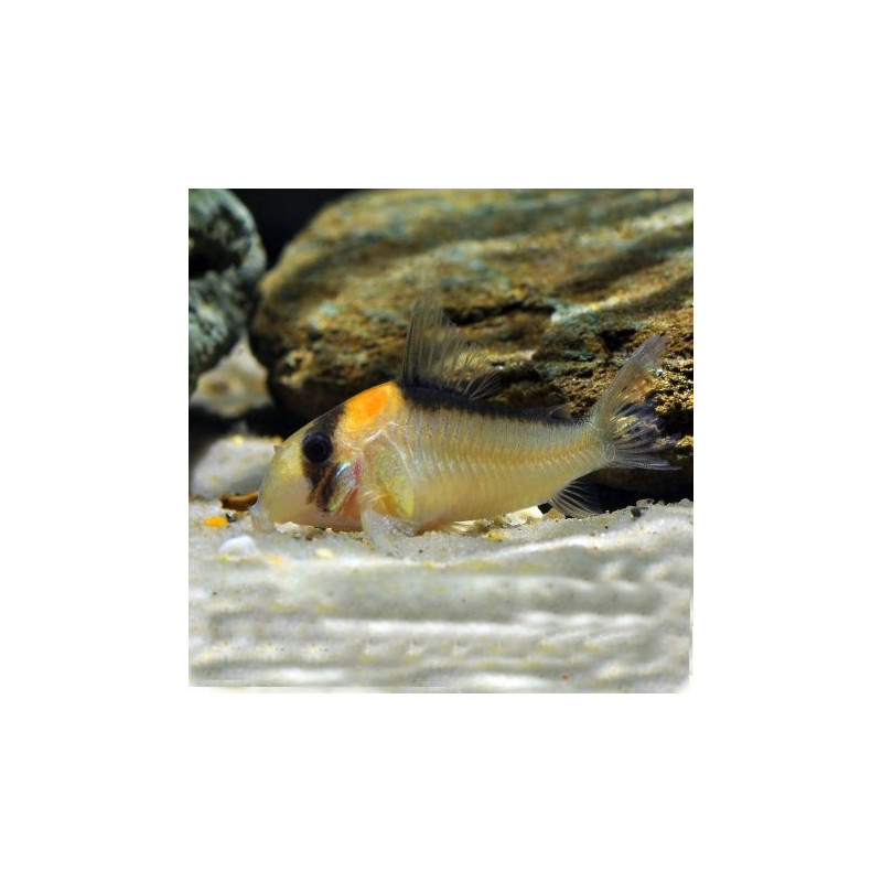 Corydoras Adolfoi 8,50 €