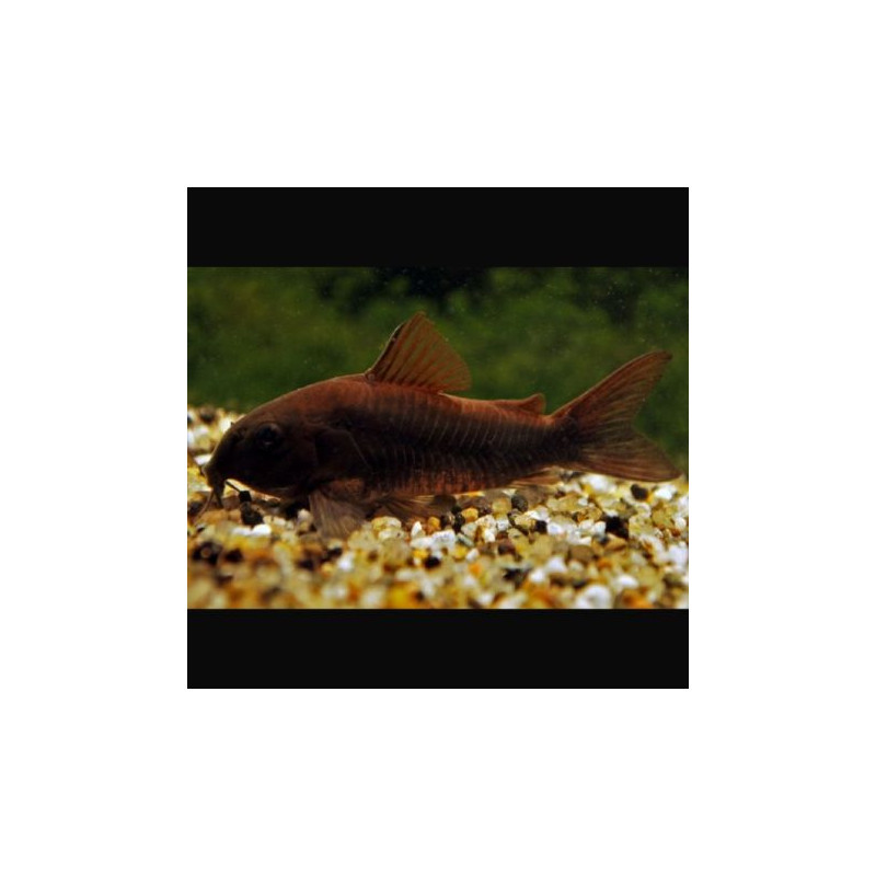 Corydoras Black venezuella 9,50 €