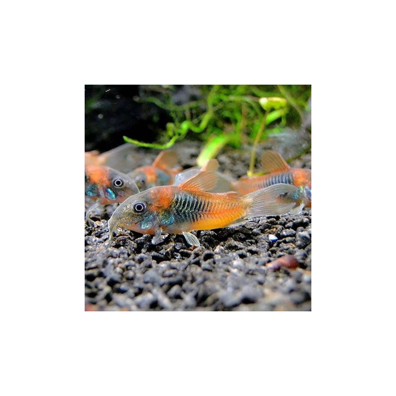 Corydoras Venezuella orange spot  8,50 €