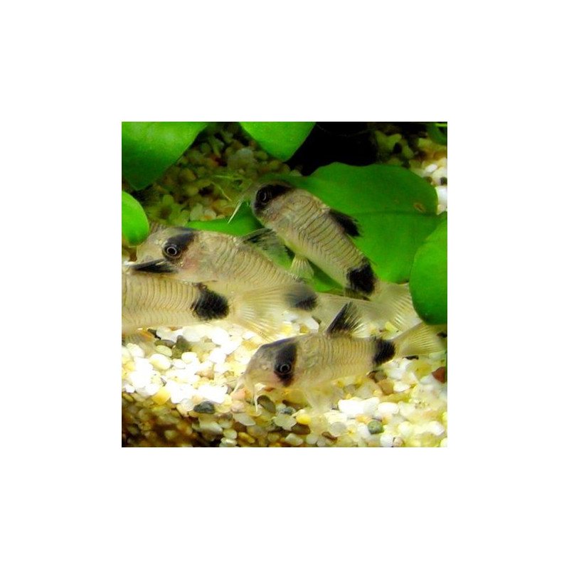 Corydoras panda 6,50 €