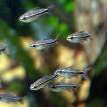 Corydoras pygmeus lot de 10 27,50 €