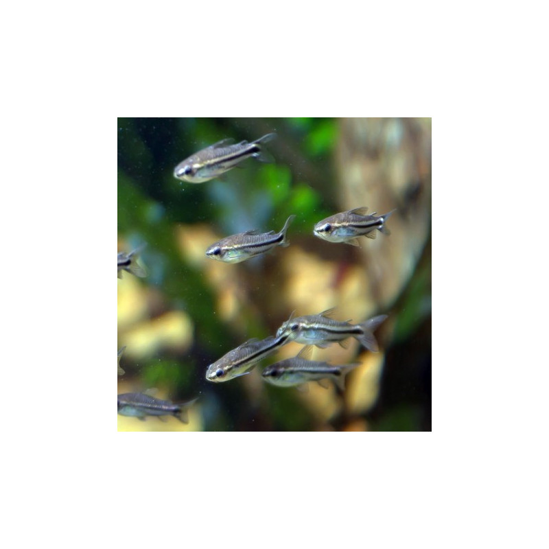 Corydoras pygmeus lot de 10 27,50 €