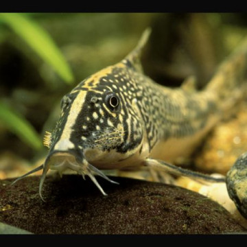  Corydoras Panda XL