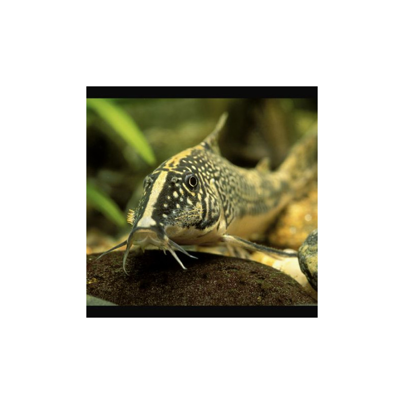  Corydoras Panda XL