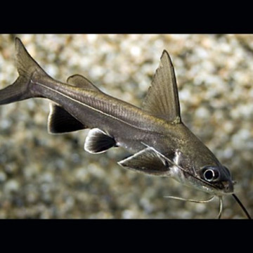 Corydoras Schartzi  lot de 2 