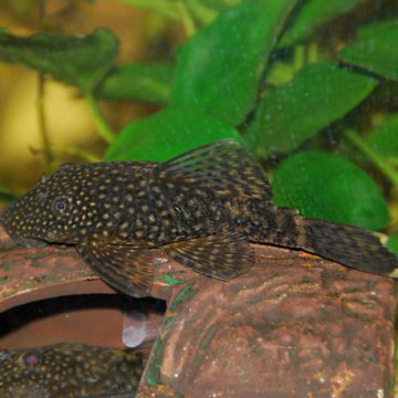 Baryancistrus Chrysolomus sp L-047 - Magnum Pleco 4-6cm