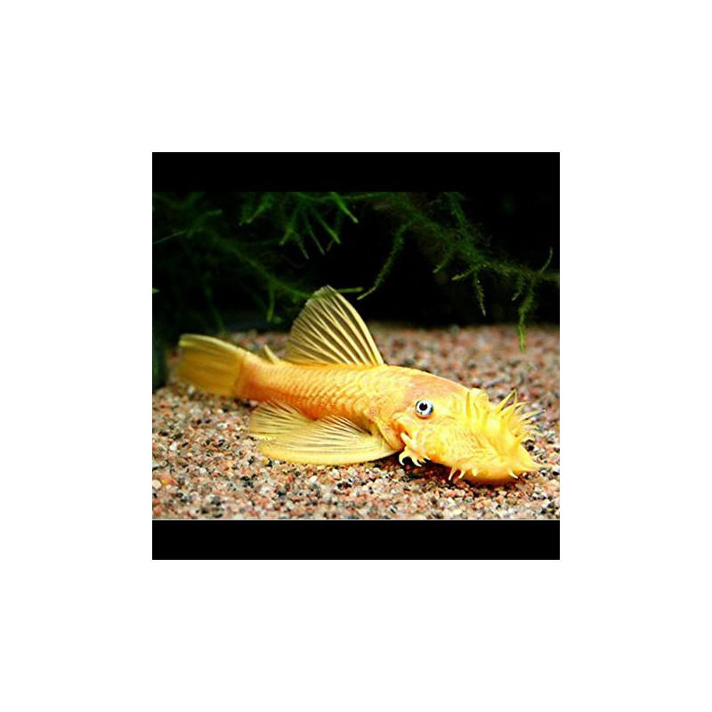 Ancistrus sp L-144 (Ancistrus jaune aux yeux bleus) le lot de 2 29,...