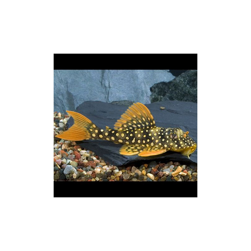 Scobiancistrus aureatus L014 -sunshine pleco 15-18cm 167,50 €