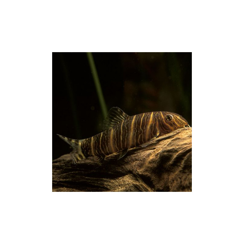 Botia striata - mangeur d'escargots lot de 2 12,50 €