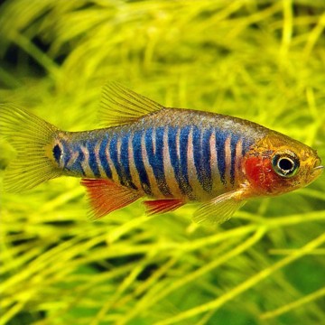 Danio-Rasbora erythromicron (rasbora emeraude) lot de 3 10,00 €