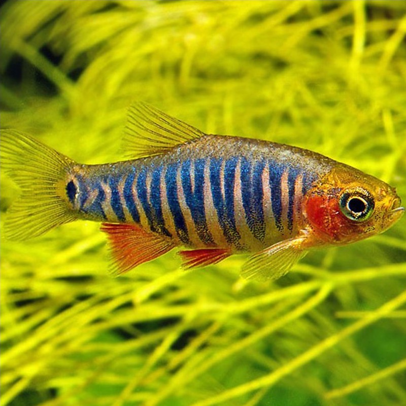 Danio-Rasbora erythromicron (rasbora emeraude) lot de 10