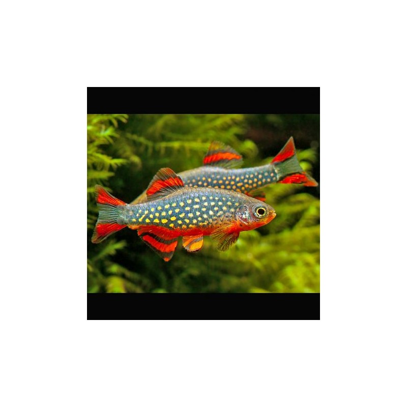 Danio margaritatus (Microrasbora galaxy) lot de 3 12,50 €