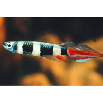 Epiplatys annulatus lot de 10