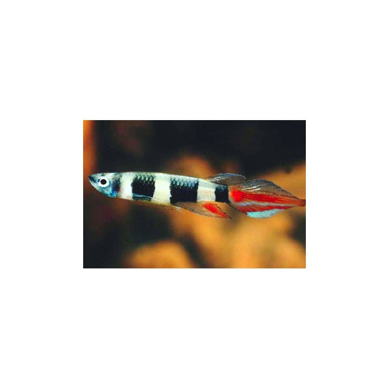 Epiplatys annulatus lot de 10 27,50 €