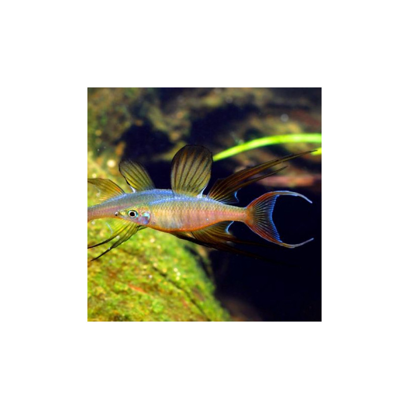 Callochromis Macrops