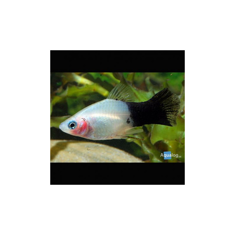 Xiphophorus maculatus Platy Panda lot de 3 6,50 €