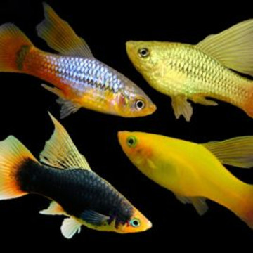 Xiphophorus maculatus Platy mix voilés lot de 3 6,50 €