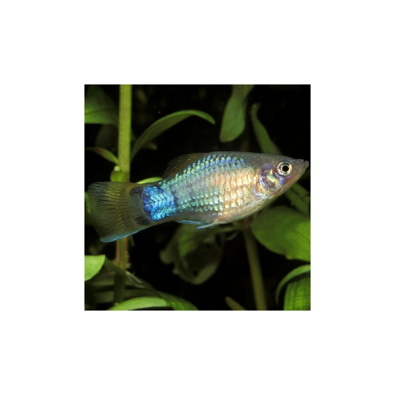 Xiphophorus maculatus Platy bleus 2-3cm lot de 10 18,50 €