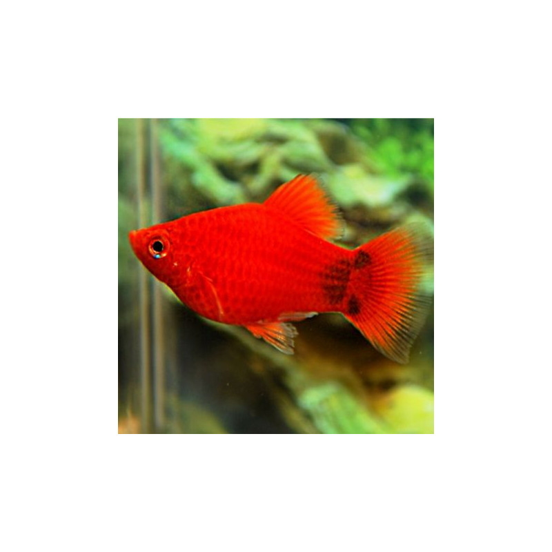 Xiphophorus maculatus Platy Corail Rouge Mickey lot de 3 6,50 €