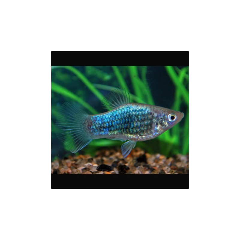 Xiphophorus maculatus Platy bleus Mickey mouse 2-3cm