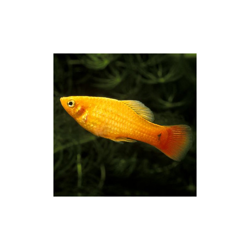 Xiphophorus maculatus Platy dorés lot 3