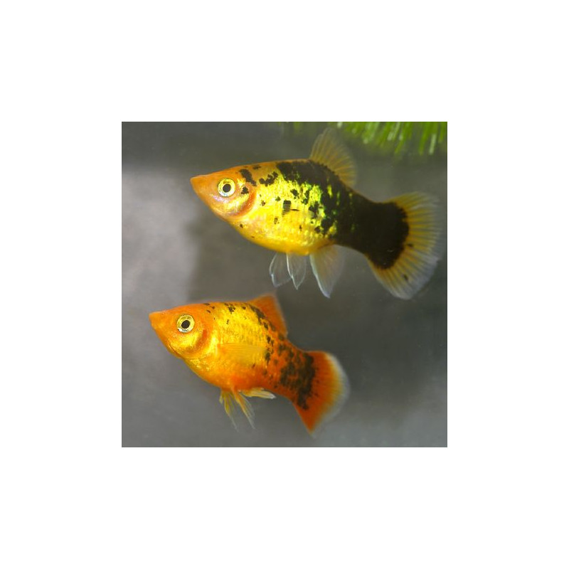 Xiphophorus maculatus Platy Tuxedos rouges lot de 3 6,50 €