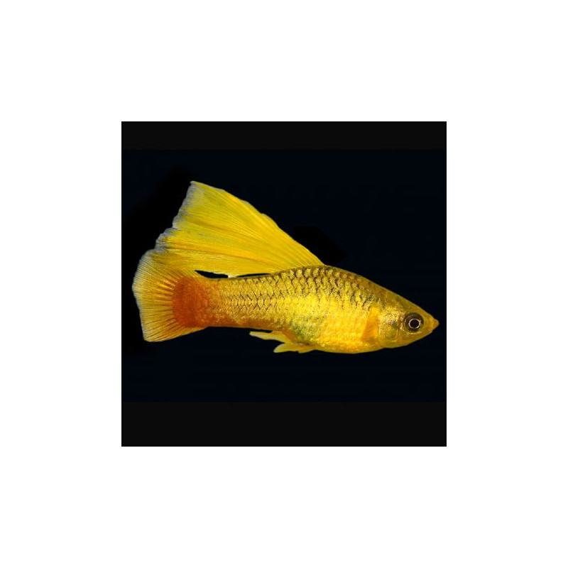 Xiphophorus maculatus Platy Mickey Mouse néon 2-3cm 2,50 €