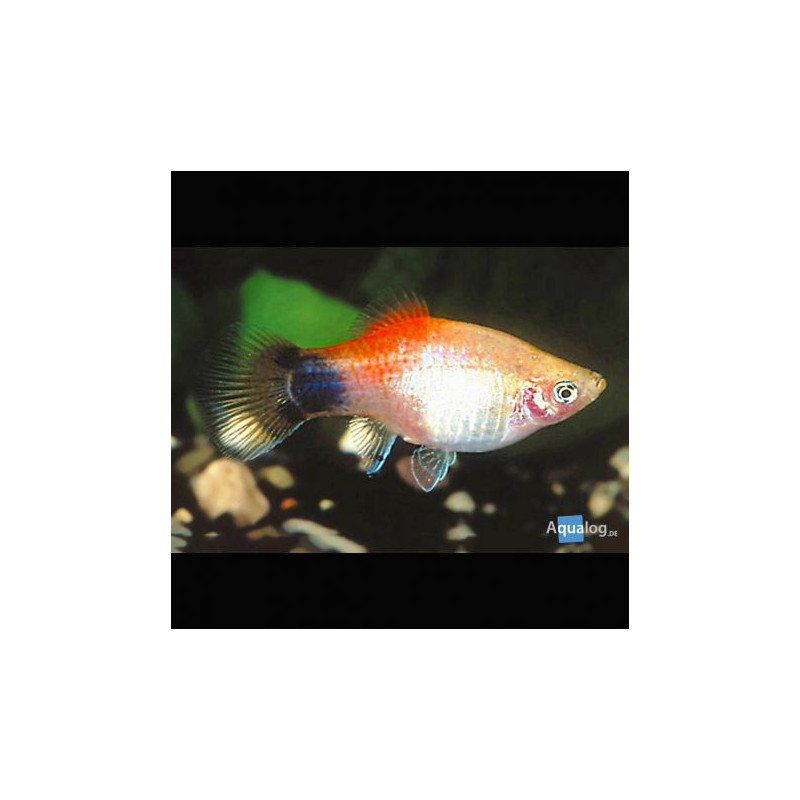 Parachromis managuensis - Cichlidé Jaguar 6-8cm 7,50 €