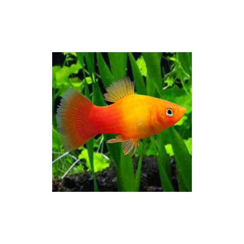 Scleropages formosus Bagan samak Blue base crossback AAA 25cm avec ...