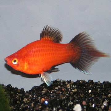 Scleropages formosus Red Tail Golden Mahato 18-20cm avec permis CITES