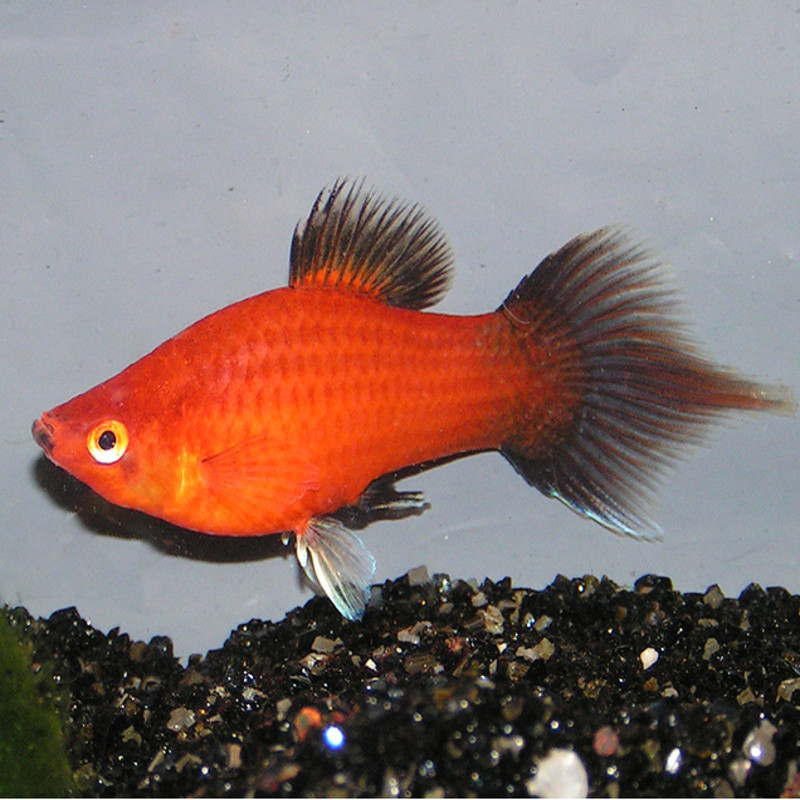 Scleropages formosus High back Red Tail Golden 12-15 avec permis CI...